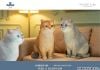 British Shorthair C | JXK Studio Figure