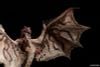 PLAfig. No.PF 05 Rathalos - Monster Hunter | Aoshima Plastic Model
