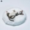 Relaxed Devon Rex A | JXK Studio Figure