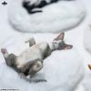 Relaxed Devon Rex A | JXK Studio Figure