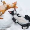 Relaxed Devon Rex B | JXK Studio Figure