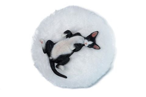 Relaxed Devon Rex C | JXK Studio Figure