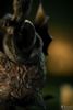 Messmer's Helm 1/3 Mini Replica - Elden Ring | Pure Arts Goods