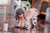 Ushimusume Mougetsu 1/6 | ADAMAS Figure