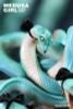 Green Viper - Original Illustration by Yoshioka | WE ART DOING figure