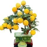  Cây Đào Ngọc Hoàng Long Trái Nhỏ 