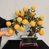  Cây Đào Ngọc Hoàng Long Trái Nhỏ 