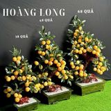  Cây Đào Ngọc Hoàng Long 48, 58 và 68 quả 