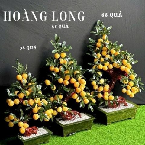  Cây Đào Ngọc Hoàng Long 48, 58 và 68 quả 