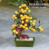  Cây Đào Ngọc Hoàng Long 48, 58 và 68 quả 