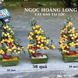  Cây Đào Ngọc Hoàng Long 48, 58 và 68 quả 