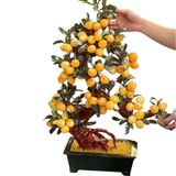  Cây Đào Ngọc Hoàng Long 48, 58 và 68 quả 