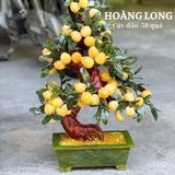  Cây Đào Ngọc Hoàng Long 48, 58 và 68 quả 