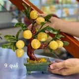  Cây Đào Ngọc Hoàng Long Trái Nhỏ 