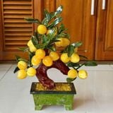  Cây Đào Ngọc Hoàng Long Trái Nhỏ 