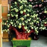  Cây đào ngọc onyx xanh 168 quả 