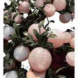  Cây Đào Thạch Anh Hồng 168 Quả 