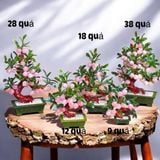  Cây đào thạch anh hồng trái nhỏ 
