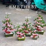  Cây đào thạch anh hồng trái nhỏ 