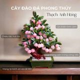  Cây đào thạch anh hồng trái nhỏ 