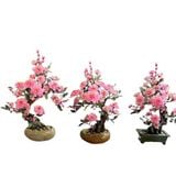  Cây Hoa Đào Thạch Anh Hồng 