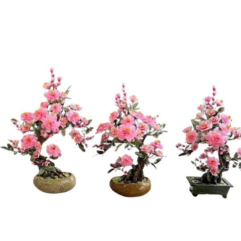  Cây Hoa Đào Thạch Anh Hồng 