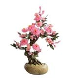  Cây Hoa Đào Thạch Anh Hồng 