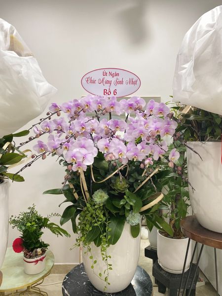  L0060 - LAN HỒ ĐIỆP 