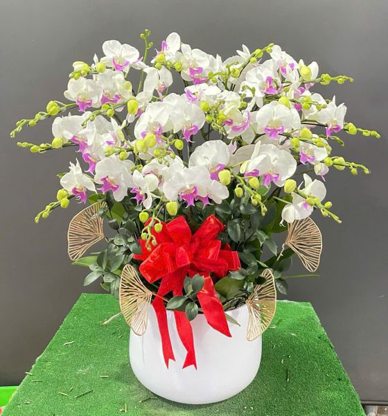  L0059 - LAN HỒ ĐIỆP 