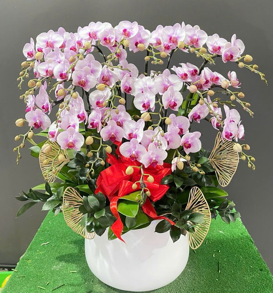  L0058 - LAN HỒ ĐIỆP 