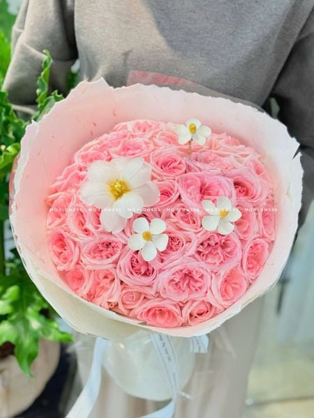  B2111128 - Cúc Gỗ 