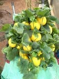  Combo 4 Trái Dưa Kim Hoàng Hậu Được trồng tại trang trại Thanh Hoá APG ECO đạt tiêu chuẩn VIETGAP Vị ngọt thơm tự nhiên 