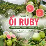  Combo 2kg Ổi ruby ruột đỏ - Tiêu chuẩn VietGap - Giao HCM (cũ) 