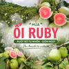  Combo 2kg Ổi ruby ruột đỏ - Tiêu chuẩn VietGap - Giao HCM (cũ) 