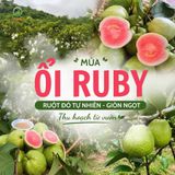  Combo 4kg Ổi ruby ruột đỏ - Tiêu chuẩn VietGap - Giao HCM (cũ) 