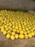  Combo 4 Trái Dưa Kim Hoàng Hậu Được trồng tại trang trại Thanh Hoá APG ECO đạt tiêu chuẩn VIETGAP Vị ngọt thơm tự nhiên 
