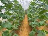  Combo 4 Trái Dưa Kim Hoàng Hậu Được trồng tại trang trại Thanh Hoá APG ECO đạt tiêu chuẩn VIETGAP Vị ngọt thơm tự nhiên 