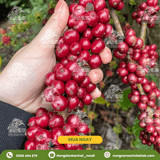  Cà Phê Robusta Rang Xay Nguyên Chất, đặc sản Daklak - Nông Sản Sạch Daklak 