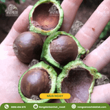  Hạt macca sấy nứt vỏ Daklak (Macadamia) - Nông sản sạch Daklak 