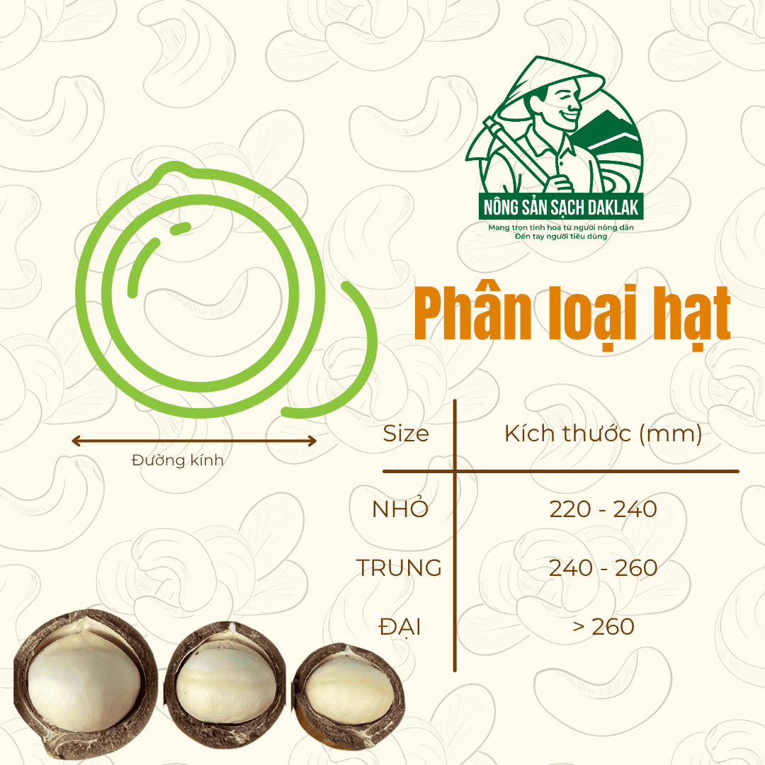  Hạt macca sấy nứt vỏ Daklak (Macadamia) - Nông sản sạch Daklak 