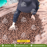  Hạt macca sấy nứt vỏ Daklak (Macadamia) - Nông sản sạch Daklak 