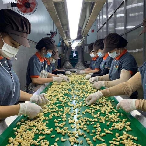  Hạt điều tươi (để làm sữa hạt) hộp 500gr 