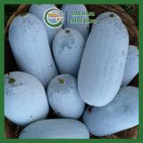  Trà bí xanh sấy lạnh hộp 100gr 