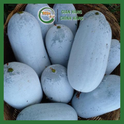  Trà bí xanh sấy lạnh hộp 100gr 