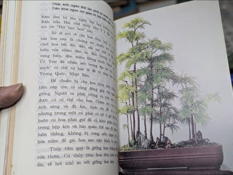  Hoa và Cây Cảnh - Đào Mạnh Khuyến 