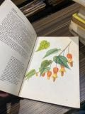  Plantes Grimpantes 