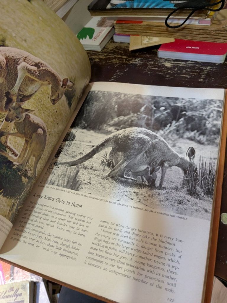  The Land and Wildlife of Australia 