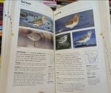  Stokes Field Guide To Birds - Donald And Lillian Stokes 