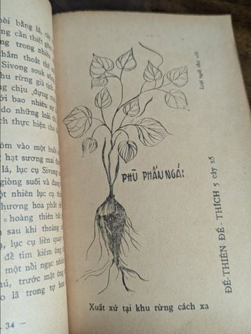  Tìm Hiểu Ngãi Nghễ - Huỳnh Liên Tử 