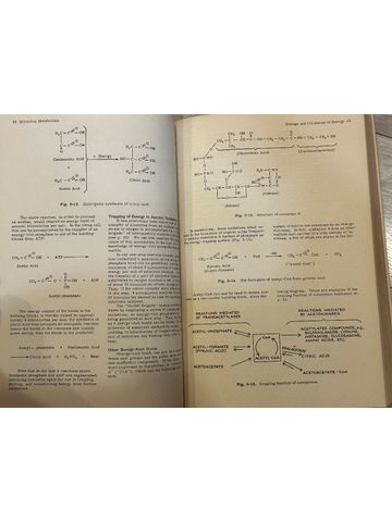  Review Of Medical Microbiology – Ernest Jawetz, Joseph L. Melnick, Edward A. Adelberg 